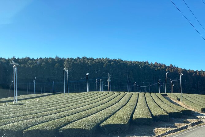 Ceramics and Green Tea Tour of Nagasaki and Saga Prefecture - Practical tips for shopping pottery and keeping tea lessons useful