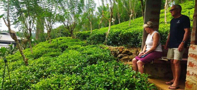 Ceylon Tea Experience from Colombo Port Passenger Terminal - From Colombo Port to Tea Country: Timing That Makes or Breaks It
