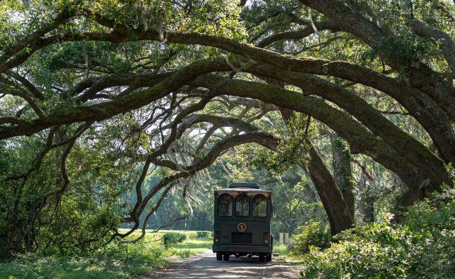 Charleston: Wadmalaw Island Wine Tasting and Tea Garden Trip - Key things I’d circle before you book