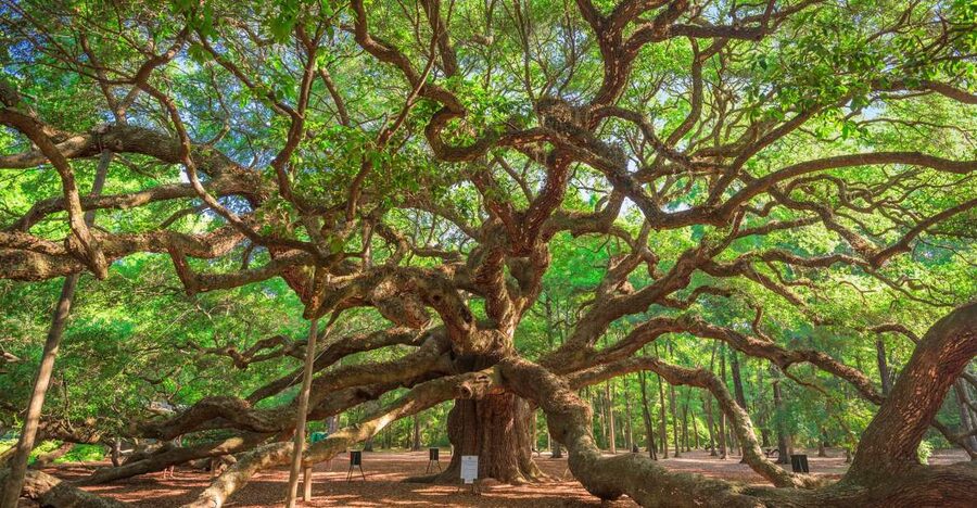 Charleston: Wadmalaw Island Wine Tasting and Tea Garden Trip - Why Wadmalaw Island fits perfectly into a Charleston visit