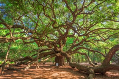 Charleston: Wadmalaw Island Wine Tasting and Tea Garden Trip - Meeting at 375 Meeting St and riding in comfort