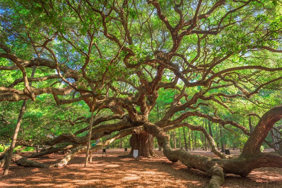 Charleston: Wadmalaw Island Wine Tasting and Tea Garden Trip - Meeting at 375 Meeting St and riding in comfort