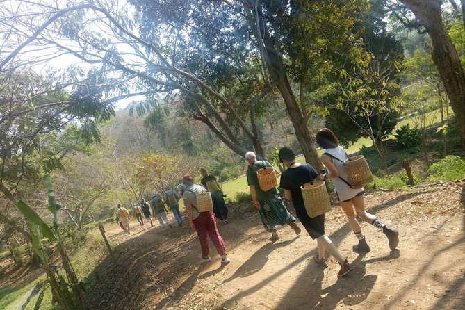 Chiang Mai Private Tour with Tea Plantation, Karen Village, Doi Suthep - The Real Advantage: A Private 8-Hour Route That Feels Like a Day Trip, Not a Sprint