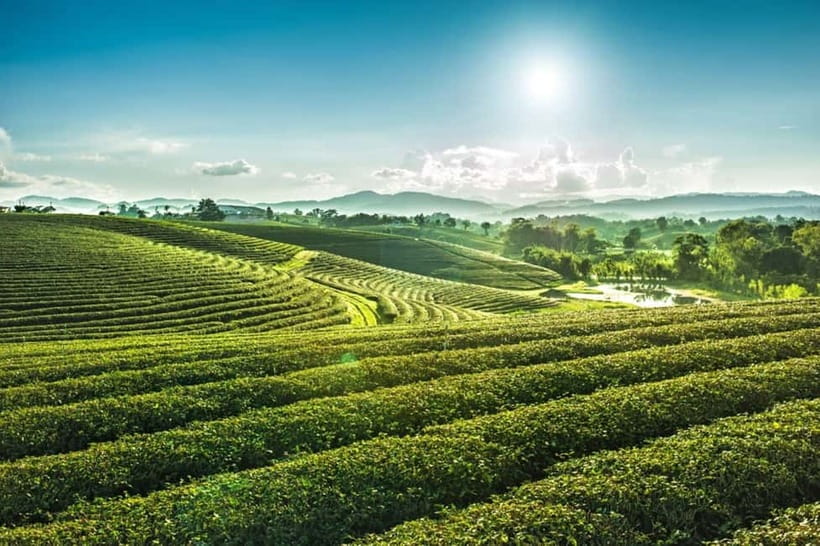 Chiang Rai: 7 Major Sites, Golden Triangle & Tea Plantation - Golden Triangle and Opium Museum: understanding the region’s turning points