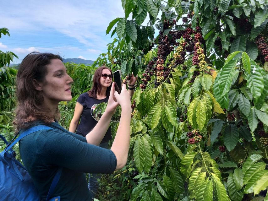 Coffee - Wine - Tea Da Lat's Agricultural Treasures Tour - Key highlights worth your time