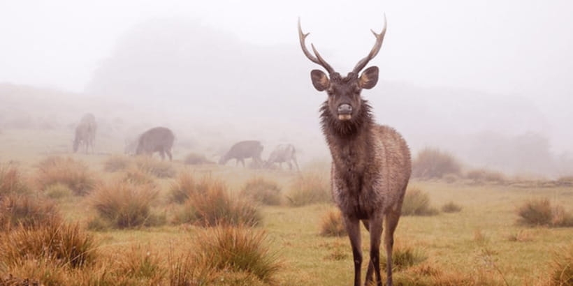 Comprehensive Excursion: Horton Plains and Pedro Tea Factory - Horton Plains National Park: cool air, wildlife spotting, and UNESCO drama