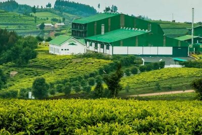Darjeeling Tea Garden Tour - Key things to know before you go