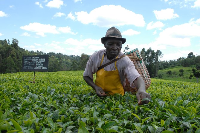 Day Tour To Kiambethu Tea Farm in Limuru - Kiambethu Tea Farm: tea fields, the tasting moment, and the plant-view experience
