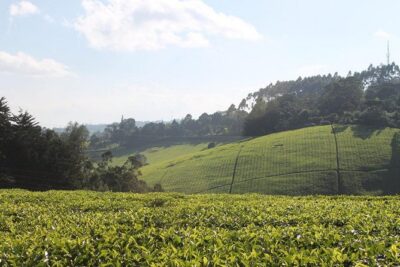 Day Tour To Kiambethu Tea Farm in Limuru - Walking the indigenous forest with a resident Kenyan guide
