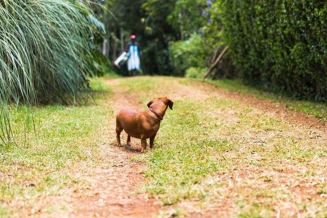 Day Tour To Kiambethu Tea Farm in Limuru - Private tour setup: what you gain, what it costs