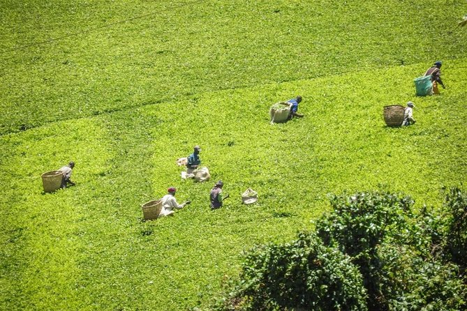 Day Tour To Kiambethu Tea Farm in Limuru - Who this tour suits best (and who might want something else)