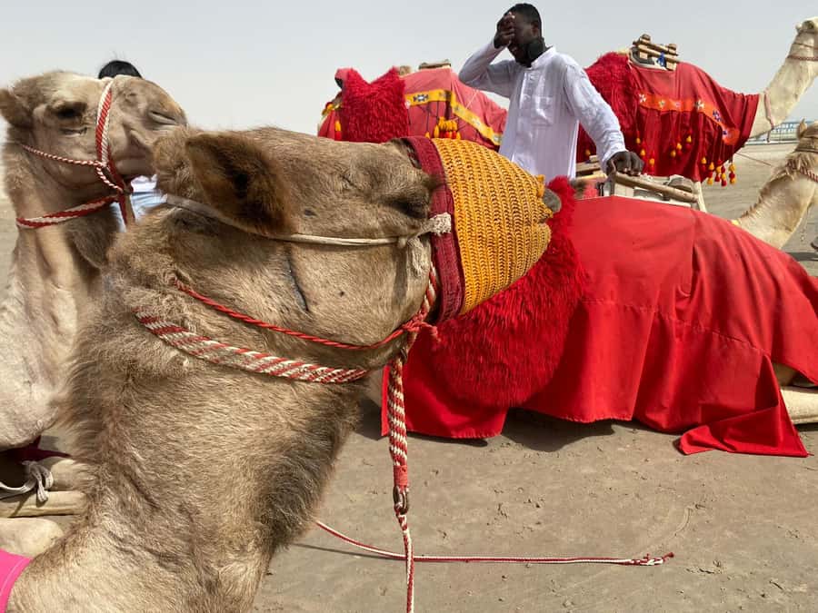 Doha: Sunset desert tour with Camel Ride, Inland Sea & Tea - Inland Sea (Khor Al Adeid): swim time and sunset magic