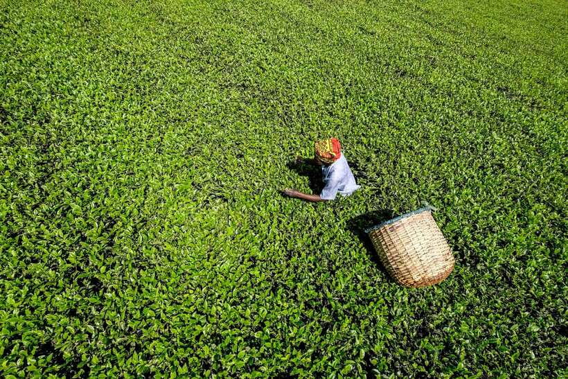 Ella Day Tour: with Tea Factory Visit from Colombo/Bentota - How the timing fits together (and where you might feel rushed)