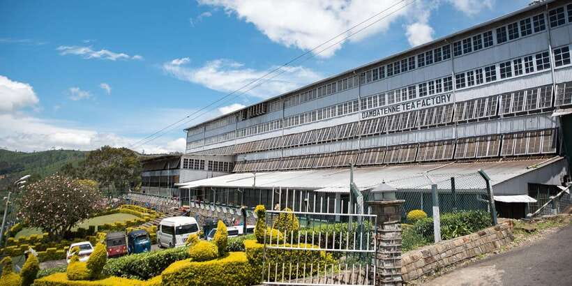 Ella: Lipton's Seat Tour with Dambetanna Tea Factory Visit - Key Things I Think You’ll Care About