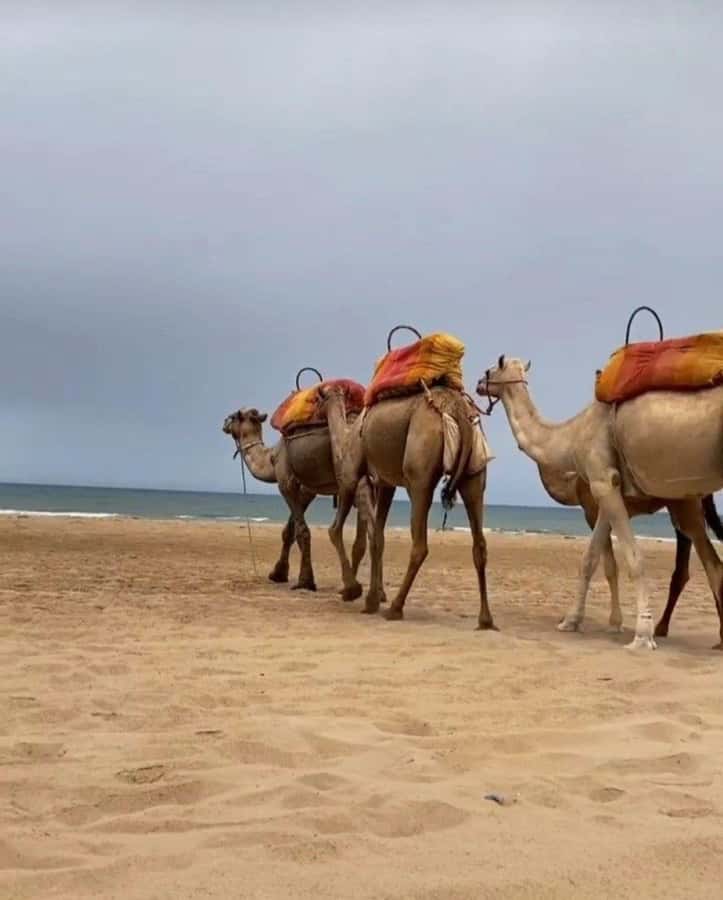 Exclusive Tangier Day Tour from Tarifa To Tanger with Tea - Grand Socco: People-Watching With Culture in the Middle