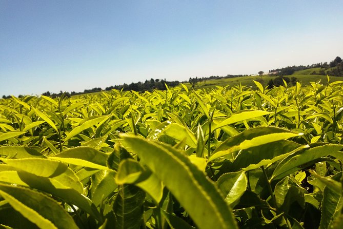 Excursion to Kiambethu Tea Farm - Kiambethu Tea Farm: a Nairobi day with real leaf