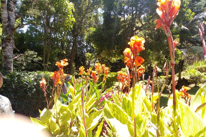 Excursion to Kiambethu Tea Farm - Tea tasting, forest plants, and monkey-spotting basics