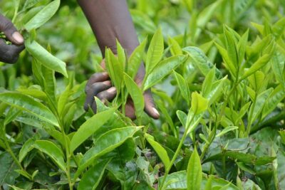 Excursion to Kiambethu Tea Farm - The tea fields and garden walk (about 4 hours on site)