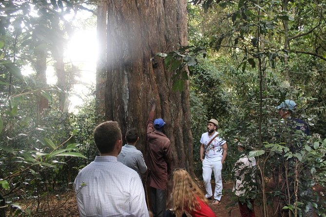 Excursion to Kiambethu Tea Farm - Price, group size, and what $140 buys you