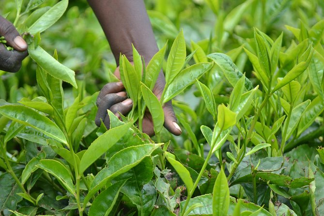 Excursion to Kiambethu Tea Farm - The tea fields and garden walk (about 4 hours on site)