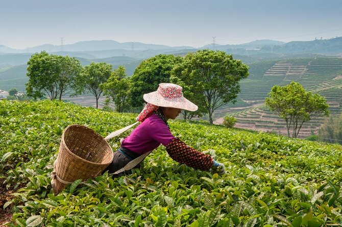 Experience Chengdu: Private Tea-Making Day Tour of Mengdingshan Tea Plantation - Mengdingshan Tea Terraces: A Mountain Setting You’ll Actually Use