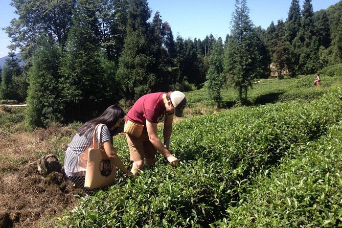Experience Chengdu: Private Tea-Making Day Tour of Mengdingshan Tea Plantation - Who This Tour Fits Best