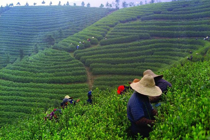 Experience Chengdu: Private Tea-Making Day Tour of Mengdingshan Tea Plantation - The Lunch Break That Keeps It Real