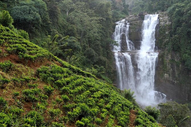 Explore Nuwara Eliya | Experience the Best Tea in the World - Quick hits: what makes this Nuwara Eliya tea tour work
