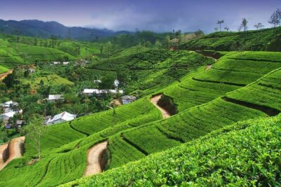 Explore Nuwara Eliya | Experience the Best Tea in the World - Price and timing: what you’re really paying for