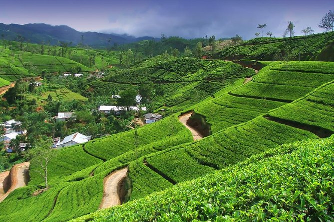 Explore Nuwara Eliya | Experience the Best Tea in the World - Price and timing: what you’re really paying for