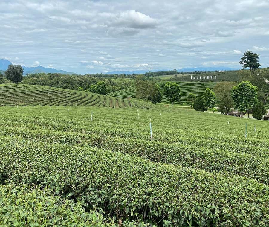 Explorer Border road and Nature ( Tea and Coffee ) - Key highlights worth your attention