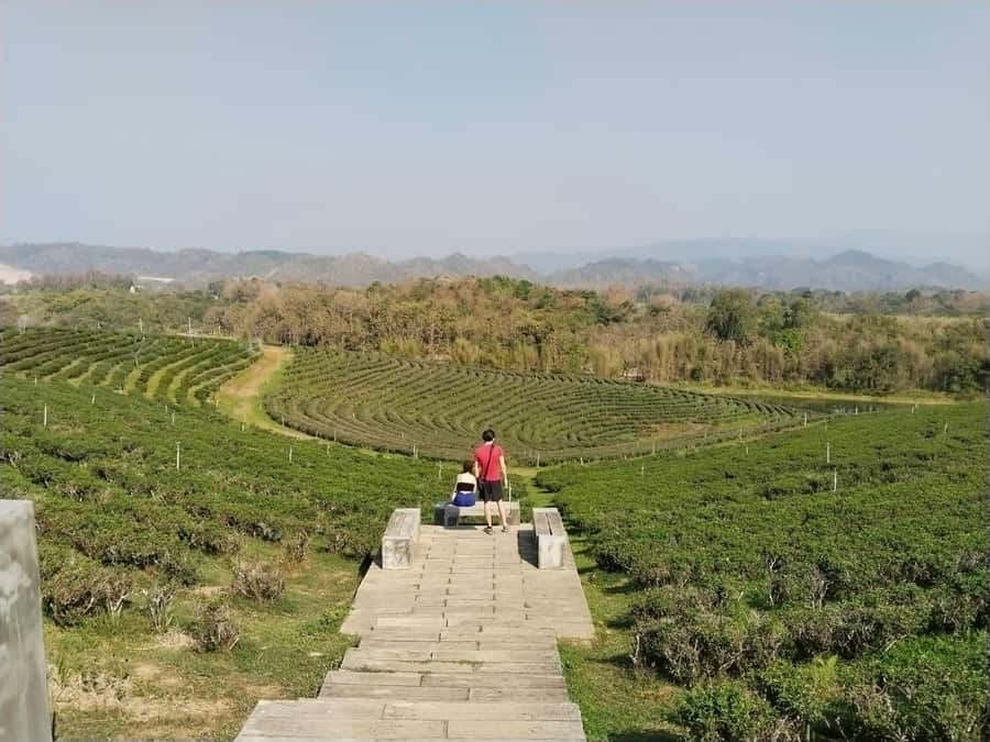 Explorer Border road and Nature ( Tea and Coffee ) - Mae Sai skywalk: temple views across the border