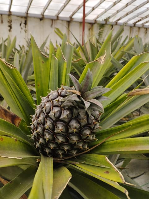 Fire Lake, Pineapple & Tea: Half-Day Jeep Tour - Why a Half-Day Jeep Loop Works on São Miguel