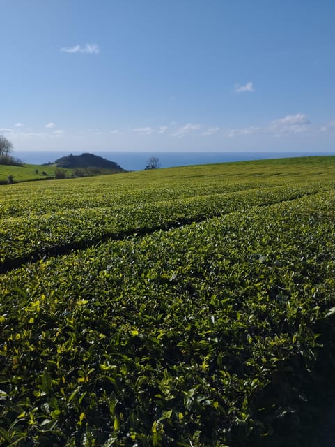 Fire Lake, Pineapple & Tea: Half-Day Jeep Tour - Gorreana Tea Plantation: From Volcanic Slopes to a Cup