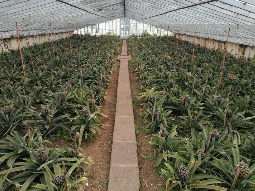 Fire Lake, Pineapple & Tea: Half-Day Jeep Tour - Caldeiras de Ribeira Grande Miradouro: Panoramas and Practical Stops