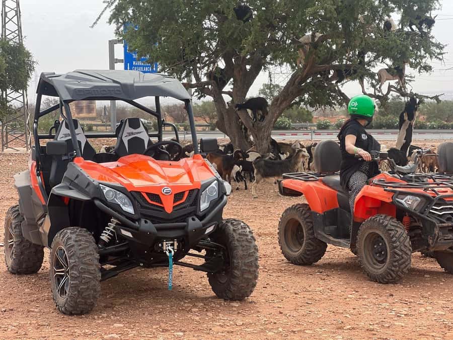 From Agadir/Taghazout: Buggy Safari Adventure & Moroccan Tea - Group size, guide language, and vehicle setup