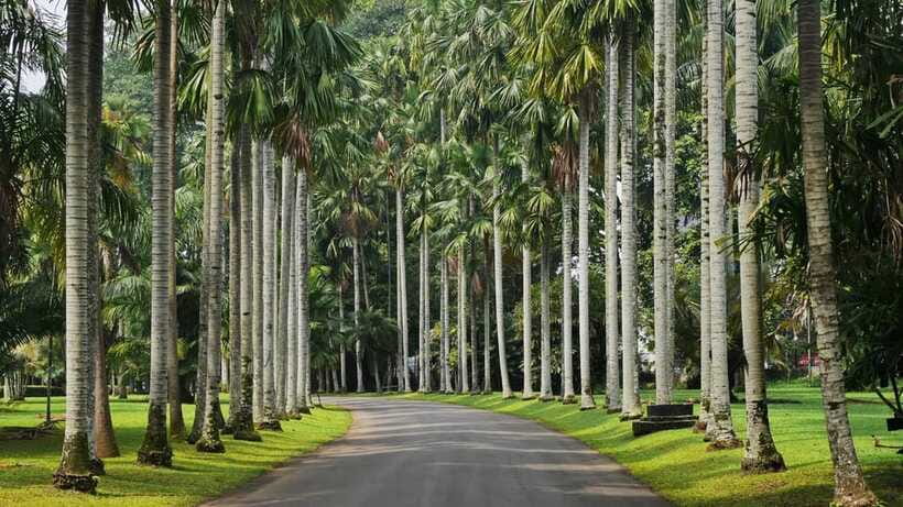 From Bandung: Tea Plantation and Botanical Garden Tour - Price and Logistics: What $120 Really Covers