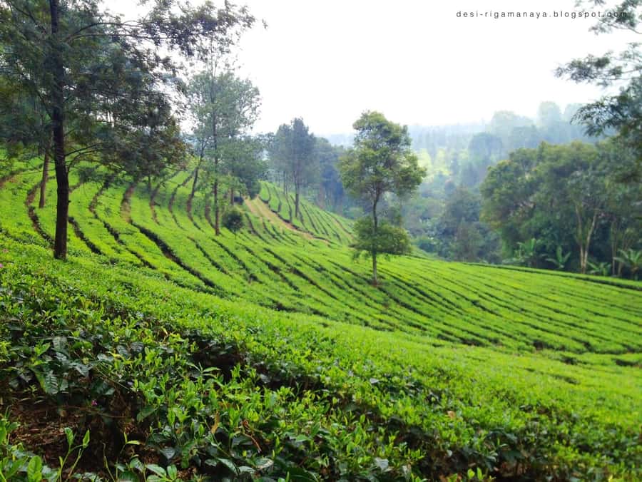 From Bandung: Tea Plantation and Botanical Garden Tour - Your Driver, Your Timing, Your Comfort