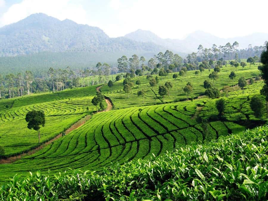 From Bandung: Tea Plantation and Botanical Garden Tour - Who This Tour Suits Best (and Who Should Rethink It)