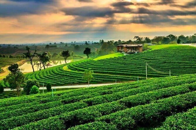From Chiang Rai: 3 Temples, Golden Triangle Tour, Tea Plantation - Key Highlights Worth Your Time