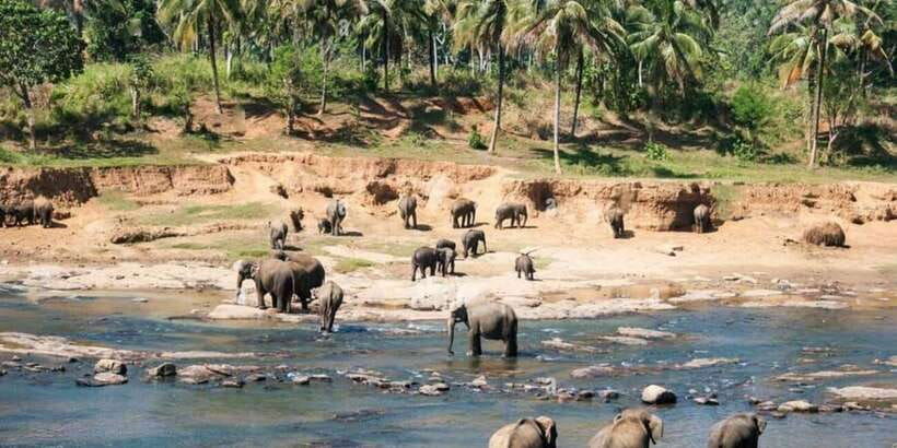 From Colombo: Kandy, Pinnawala and Tea Factory Full-Day Trip - Pickup, Road Time, and Why It Matters for Comfort