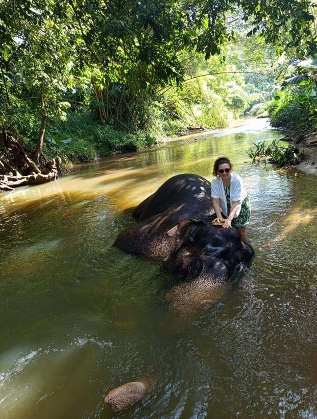 From Colombo or Negombo: Pinnawala, Kandy & Tea Factory Tour - A long, scenic day from Colombo or Negombo (and why timing matters)
