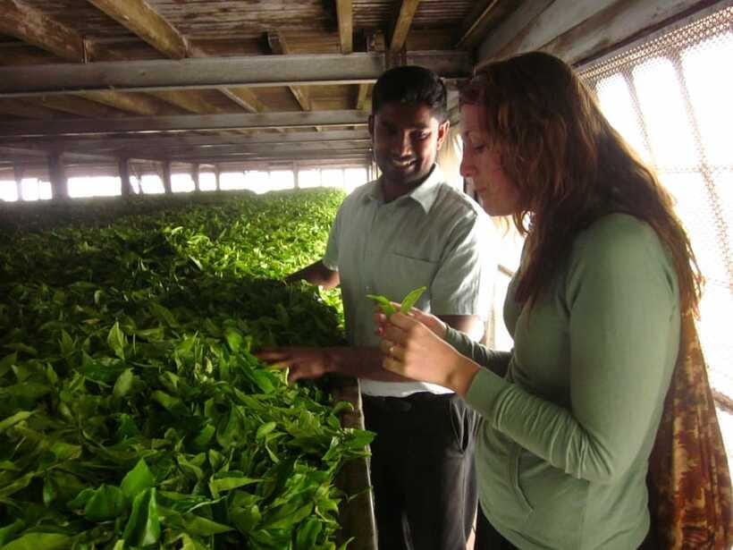 From Ella: Lipton Seat & Dambatenne Tea Factory Day Tour - Lipton’s Seat: the lookout that turns tea hills into a panorama