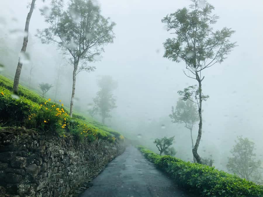 From Ella: Tea Adventure in Haputale with Village Lunch - Tea Country in Haputale: More Than a Pretty Morning