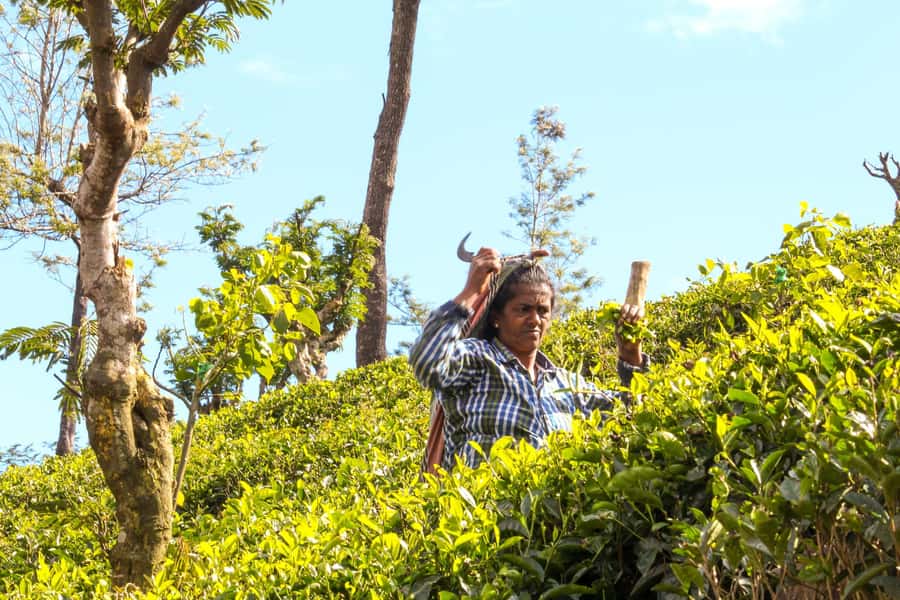 From Ella: Tea Adventure in Haputale with Village Lunch - Hands-On Tea Plucking: Learning the Plant Up Close