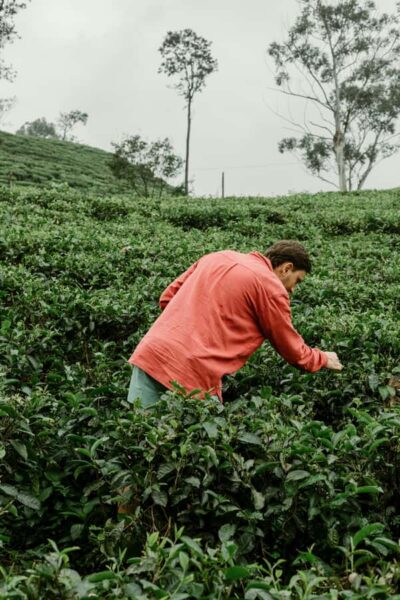 From Ella: Tea Adventure in Haputale with Village Lunch - Tea Plantation Hike: Winding Trails and Real Tea Rows