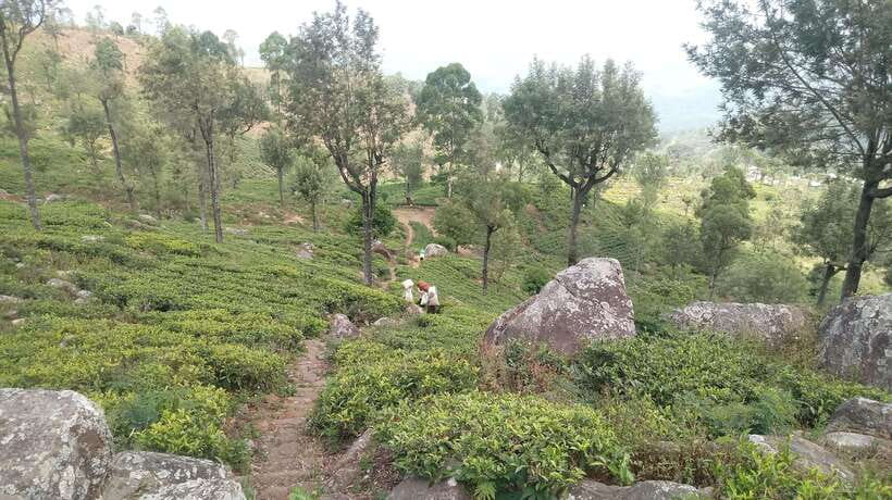 From Ella: Tea Adventure in Haputale with Village Lunch - Inside the Working Tea Factory: How Processing Changes the Tea