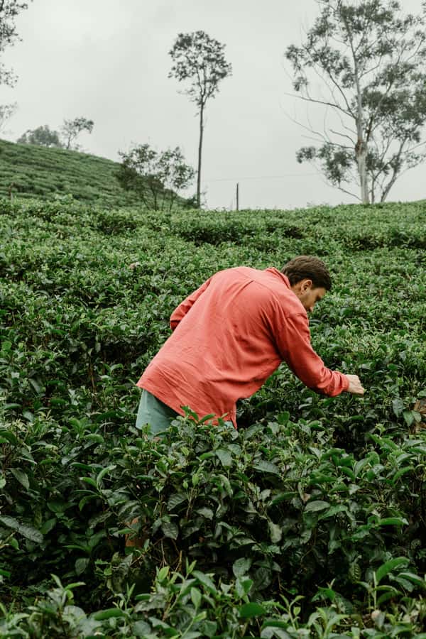 From Ella: Tea Adventure in Haputale with Village Lunch - Tea Plantation Hike: Winding Trails and Real Tea Rows