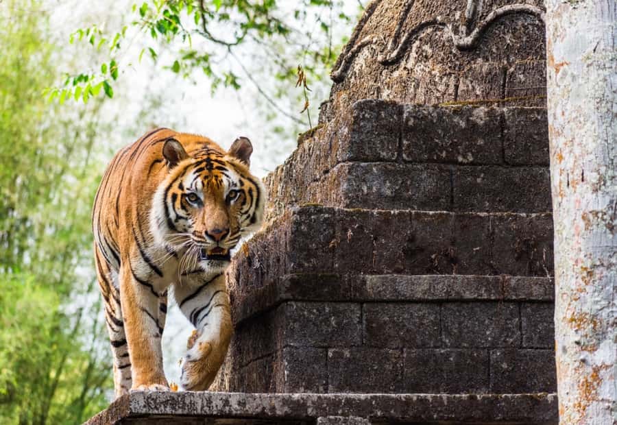 From Jakarta: Safari Park, Tea Plantation & Jaksa Waterfall - Key things that make this day trip work