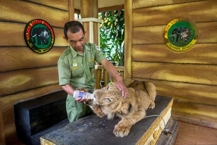 From Jakarta: Safari Park, Tea Plantation & Jaksa Waterfall - Price and value: what $141 buys you (and when it’s worth it)